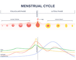 Conocer tu cuerpo para estimular tu fertilidad